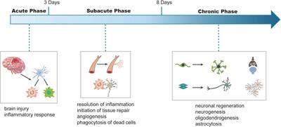 Roles of peripheral immune cells in the recovery of neurological function after ischemic stroke